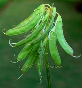  Legumes